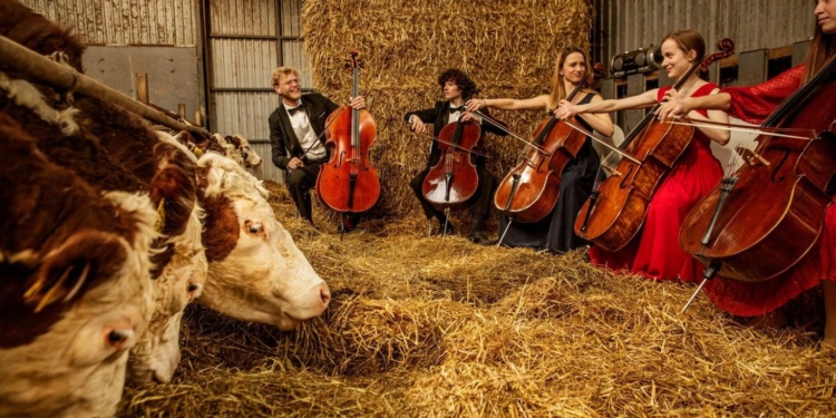 Коровам в Дании устраивают концерты классической музыки (ФОТО)
