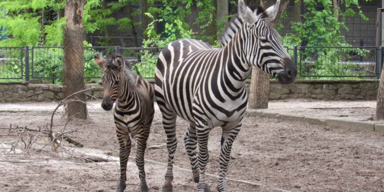 Бэби-бум в Николаевском зоопарке продолжается: теперь пополнение в семействе зебр (ФОТО)