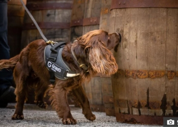 В Шотландии спаниель контролирует условия созревания виски (ФОТО)