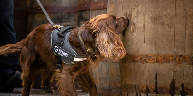 В Шотландии спаниель контролирует условия созревания виски (ФОТО)