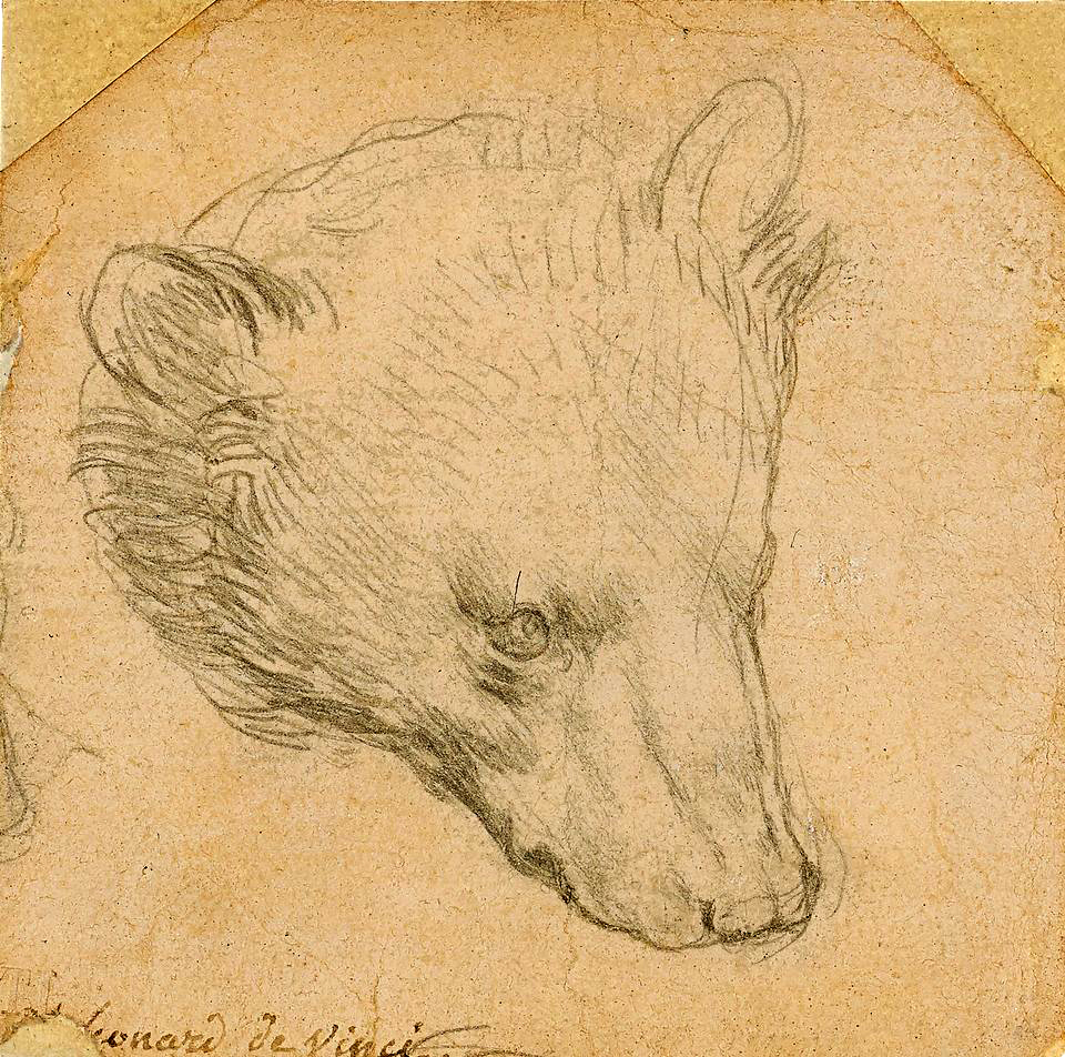 Медведя Леонардо да Винчи хотят продать за £12 млн 1