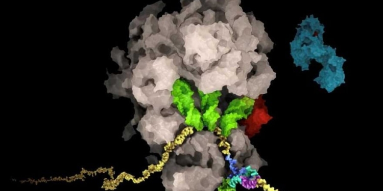 Швейцарские ученые нашли уязвимое место коронавируса (ВИДЕО)