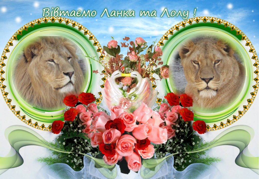 На двоих - «десятка»: в Николаевском зоопарке снова именинники - пара львов 1