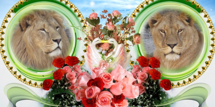 На двоих – «десятка»: в Николаевском зоопарке снова именинники – пара львов