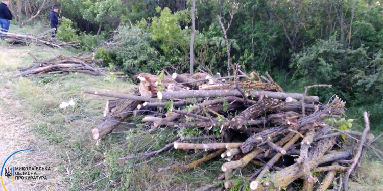 Все тот же Вознесенский район: снова незаконная порубка деревьев в лесополосах (ФОТО)