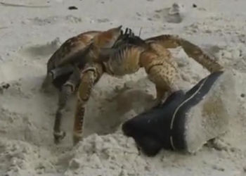 Когда имя оправдано: краб-грабитель украл ботинок (ВИДЕО)