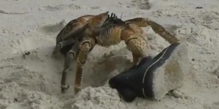 Когда имя оправдано: краб-грабитель украл ботинок (ВИДЕО)