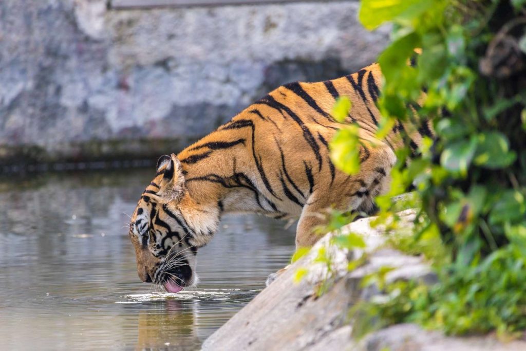 Тигровый зоопарк в Таиланде закрылся навсегда 1