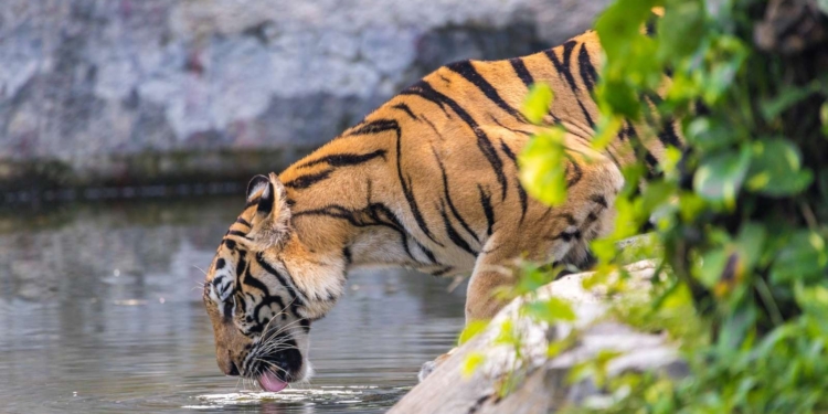 Тигровый зоопарк в Таиланде закрылся навсегда