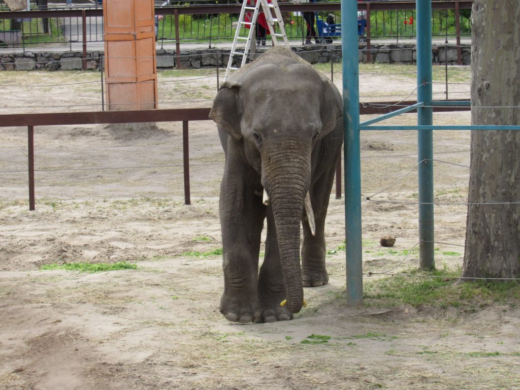 В Николаевском зоопарке слона Шанти поздравили с днем рождения: ящиком травы с 4 бананами (ФОТО) 7