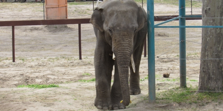 В Николаевском зоопарке слона Шанти поздравили с днем рождения: ящиком травы с 4 бананами (ФОТО)