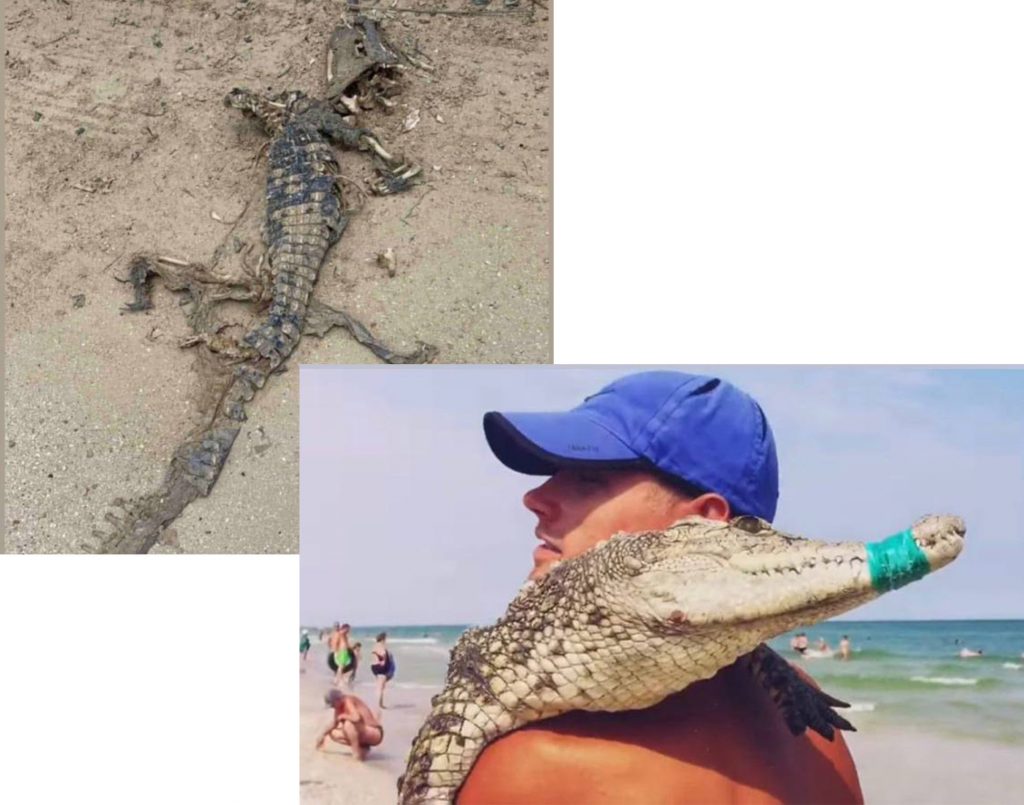 В курортной Кирилловке на берегу моря обнаружили мертвого крокодила 1