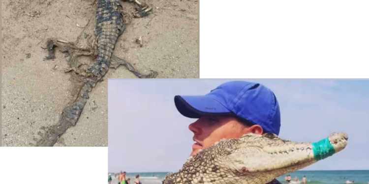В курортной Кирилловке на берегу моря обнаружили мертвого крокодила