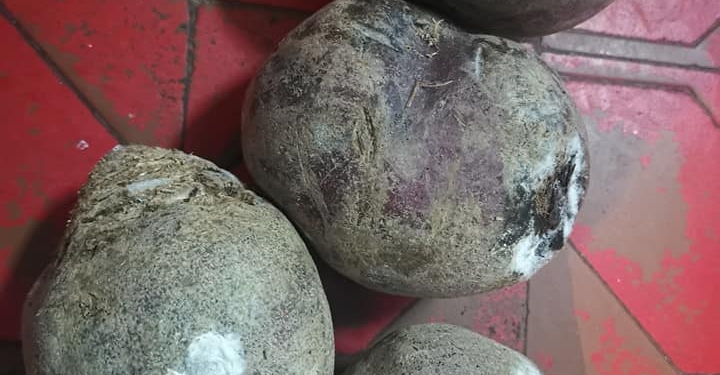 Овощи с плесенью и сгнившая утварь, – что увидели на кухнях школ и детсадов в Николаеве (ФОТО, ВИДЕО)