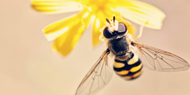 В Нидерландах провели национальную перепись пчел