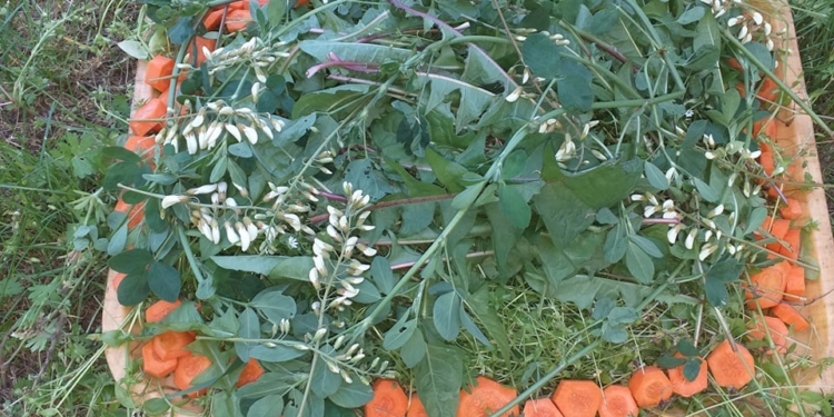 Торт из листьев одуванчика, с мясом и рыбой: как в Николаевском зоопарке Всемирный день черепах праздновали (ФОТО)