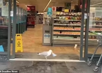 Чайка вошла в магазин и украла бутерброд с тунцом. И это не первая ее кража (ФОТО, ВИДЕО)