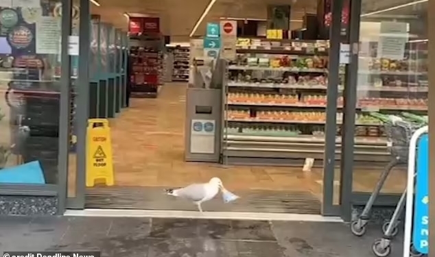 Чайка вошла в магазин и украла бутерброд с тунцом. И это не первая ее кража (ФОТО, ВИДЕО)