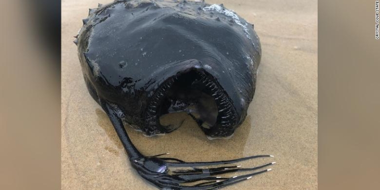 С острыми зубами и удочкой на голове. Страшного монстра выбросило на берег (ФОТО)