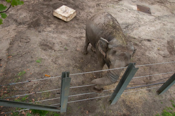 В США слониха судится с зоопарком - требует отправить ее в заповедник (ФОТО) 3