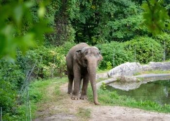 В США слониха судится с зоопарком – требует отправить ее в заповедник (ФОТО)