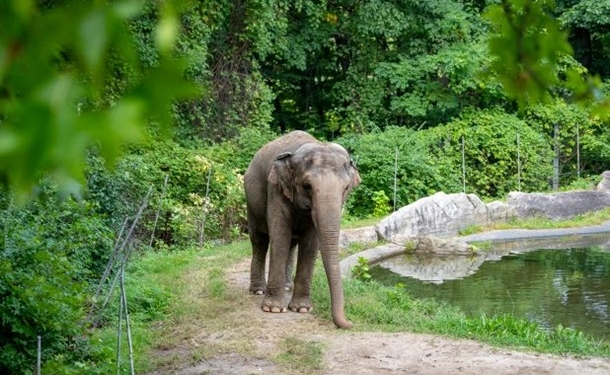В США слониха судится с зоопарком – требует отправить ее в заповедник (ФОТО)