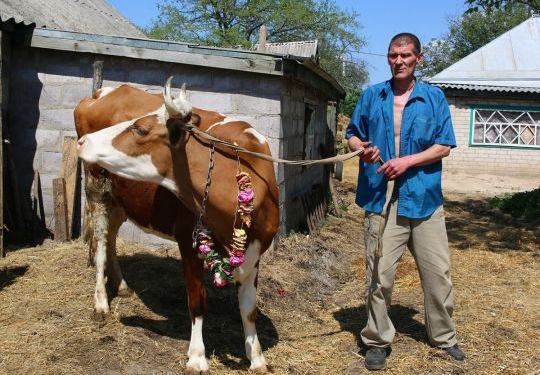 На Днепропетровщине кришнаит содержит три сотни коров и быков, которых хотели сдать на бойню