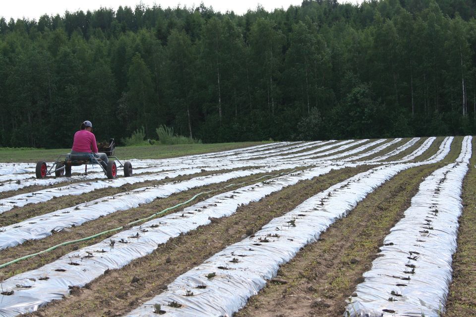 Как работается украинцам на финских фермах (ФОТО) 7