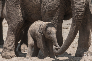 В зоопарке Тель-Авива слоны защищали малыша от ракетных атак ХАМАСа (ВИДЕО) 1