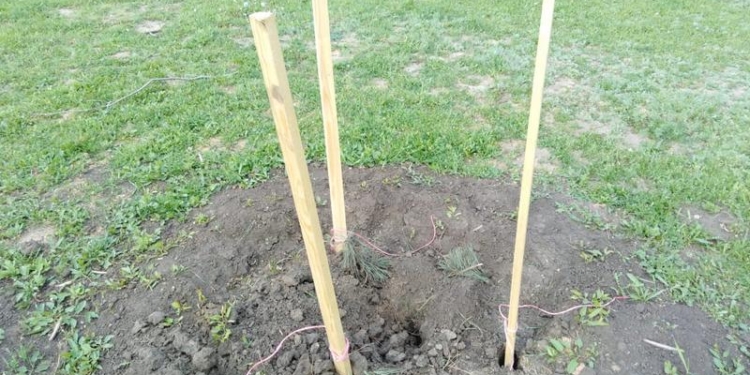 В Николаеве в праздничные выходные украли высаженные деревья: 3 сакуры и 1 сосну (ФОТО)