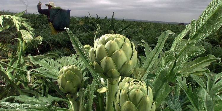 Как в Испании. Под Херсоном теперь выращивают артишок