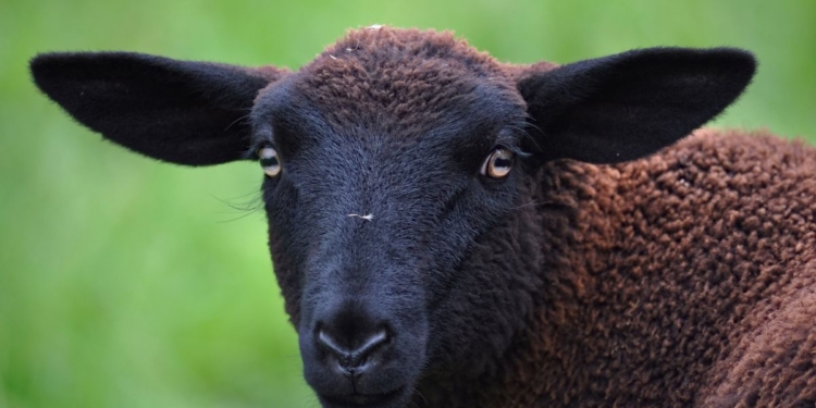 Свободу Валере! В Запорожье три недели гуляет на воле барашек, сбежавший из шашлычной (ВИДЕО)