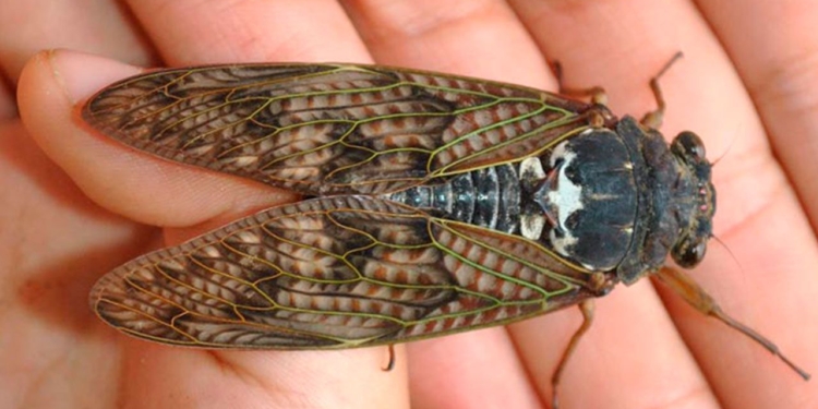 В США после 17 лет сна проснулись миллиарды цикад