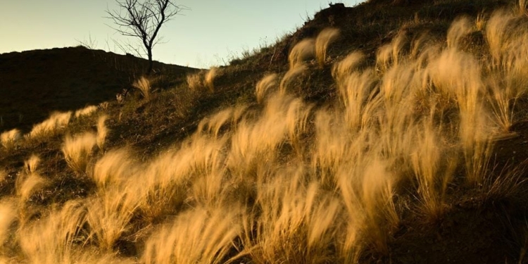 В последних целиннных степях на Николаевщине расцвел ковыль (ФОТО)