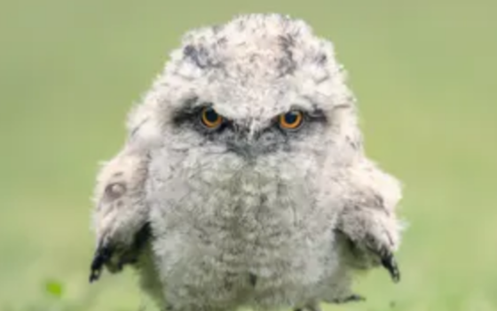 Самыми фотогеничными птицами в Инстаграмме стали козодои – исследование