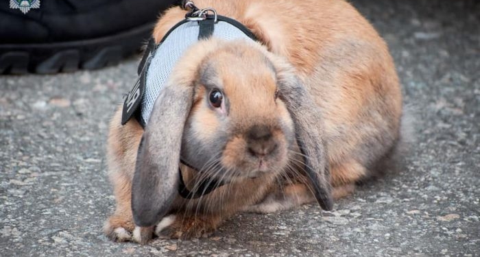 Курсант Топотун: в Днепре появился симпатичный кролик-полицейский