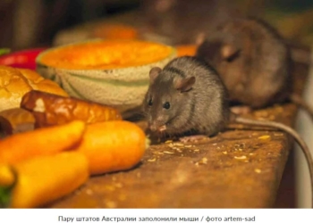 Миллионы мышей-каннибалов захватили два штата Австралии (ВИДЕО)