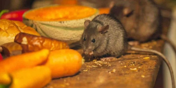 Миллионы мышей-каннибалов захватили два штата Австралии (ВИДЕО)