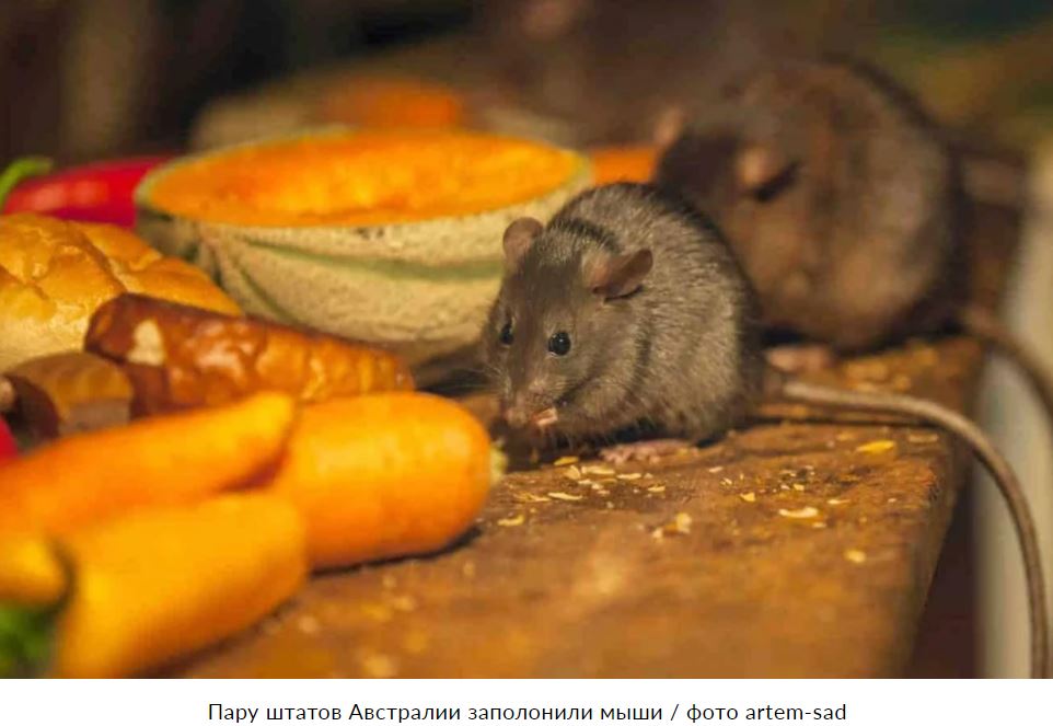 Миллионы мышей-каннибалов захватили два штата Австралии (ВИДЕО) 1