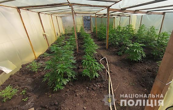 На Николаевщине накрыли сеть теплиц - в них выращивали наркозелье для 3 областей (ФОТО, ВИДЕО) 23