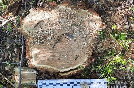 В Вознесенском районе снова задержали машину с незаконно спиленным лесом (ФОТО)