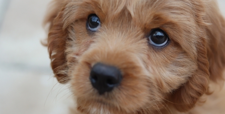 В ответе за тех, кого приручили? В Португалии люди начали возвращать собак, которых взяли в семью во время локдаунов