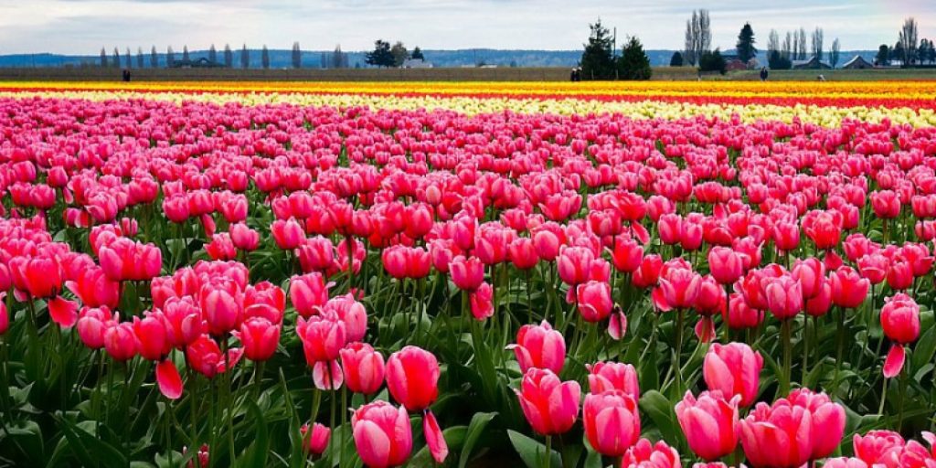 Под Ивано-Франковском впервые расцвело тюльпановое поле, выращенное для туристов 1