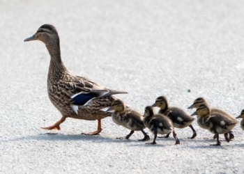 Онажемать: в Киеве остановили движение, чтобы утка с утятами смогла перейти автотрассу (ВИДЕО)