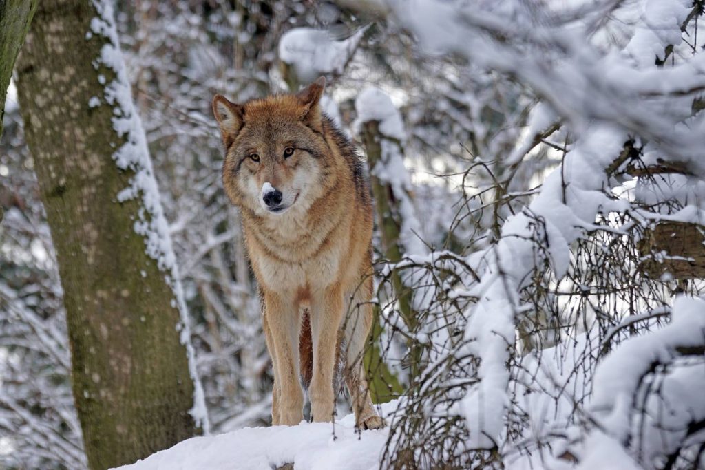 Когда петиция играет роль: в Словакии полностью запретят охоту на волков 1
