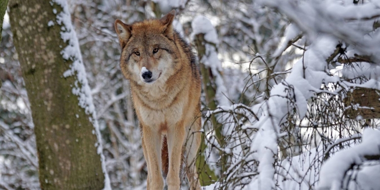 Когда петиция играет роль: в Словакии полностью запретят охоту на волков