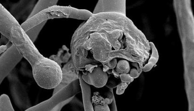 В Непале от «черного грибка» умер первый пациент. И он не болел коронавирусом