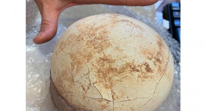 В Италии по почте пересылали яйцо динозавра