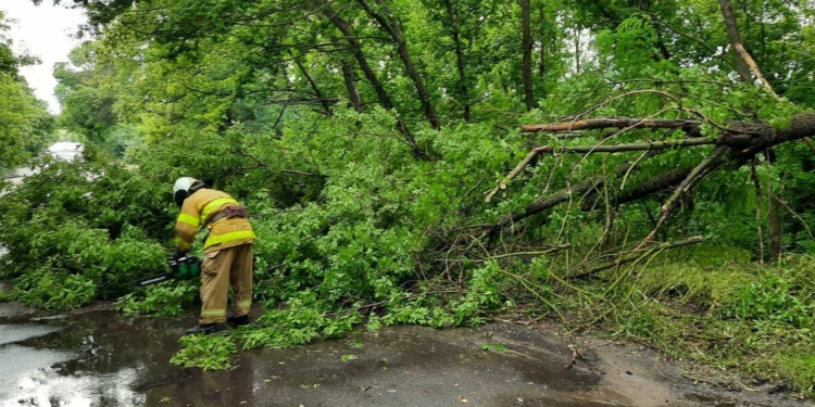 Последствие непогоды на Николаевщине: спасатели убирали деревья с дорог и откачивали воду из подвала