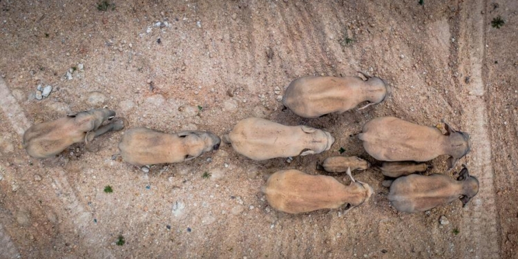 Они идут на север: в Китае делают все, чтобы минимизировать последствия миграции диких слонов, прошедших уже 500 км (ФОТО)